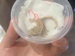 -酷以爬仙阁实体爬宠店·守宫·蜥蜴·专业繁育