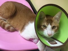 -安安宠医宠物医院·异宠·犬猫内科(岳阳分院)