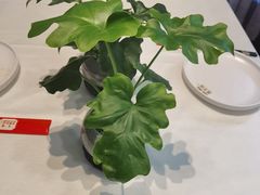 -懂羊帝·羊蝎子·北京菜(小关店)
