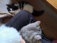 -楼上猫咖(罗湖店)