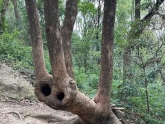 -上海佘山国家森林公园天马山园