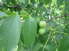 -商洛老君山旅游风景区