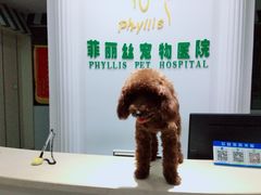 -菲丽丝宠物医院·24小时·猫科中心·免疫点(淮海分院)