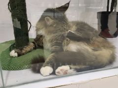 -COLOR PETS 撸猫馆·购猫·猫咖(长风大悦城店)