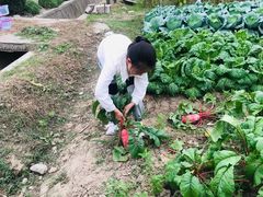 -宏泰园蔬果专业合作社