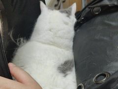 -瑞派宠物医院·24h·骨外科·皮肤科·全科宠物医疗转诊中心(沈阳浑南院)