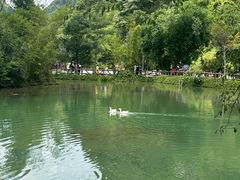 -靖西鹅泉风景区