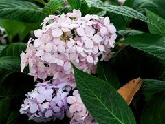 -陈家山荷花公园