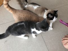 -Catmate·猫肥家润(金润铂宫店)