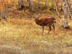 -乌兰布统景区-白桦林