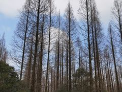 -东平国家森林公园