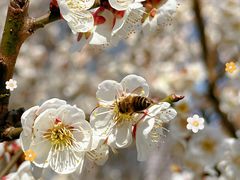 -新虹桥中心花园