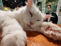 -猫小院猫主题餐厅(三里屯店)