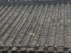 -星巴克臻选(成都宽窄巷子店)