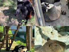 -大连森林动物园