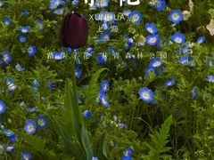 -上海共青森林公园