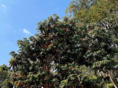 -中国科学院西双版纳热带植物园