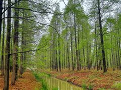 -黄海国家森林公园