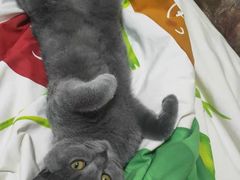 -宠爱国际动物医院· 猫科· 外科·中兽医(长白店)