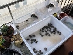 -灵龟之家百象馆(百象馆联合旗舰店)
