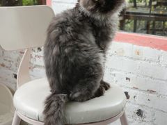 -喵屿·大理花园猫咖