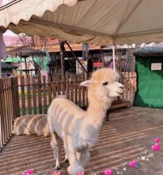 -萌宠亲子动物乐园(槐房万达店)