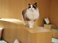 -CAT’S MEWSTAR CAFE·喵星球猫屋(晴湾咖啡店)