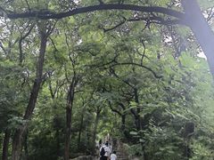 -阳台山自然风景区