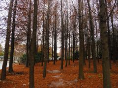 -上海海湾国家森林公园