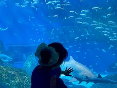 -海合安成都极地海洋公园