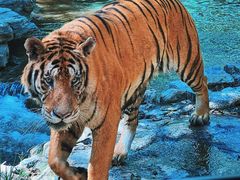 -北京野生动物园