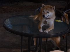 -柴犬高等学院·狗咖·柴犬售卖·宠物训练