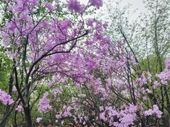 -临平公园(临平街道)