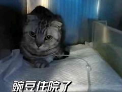 -美联众合动物医院·24h京西诊疗中心