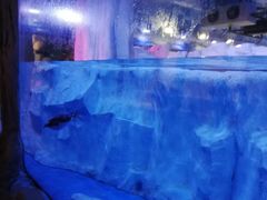 -芜湖新华联大白鲸海洋公园