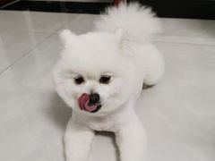 -宠福鑫康馨动物医院·骨科·眼科