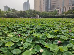 -黄兴公园