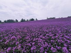 -紫颐香薰山谷景区