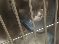 -艾吉宠物医院·疑难杂症转诊中心·猫友好(碧江路院)