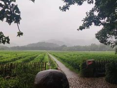 -中国茶叶博物馆(双峰馆区)