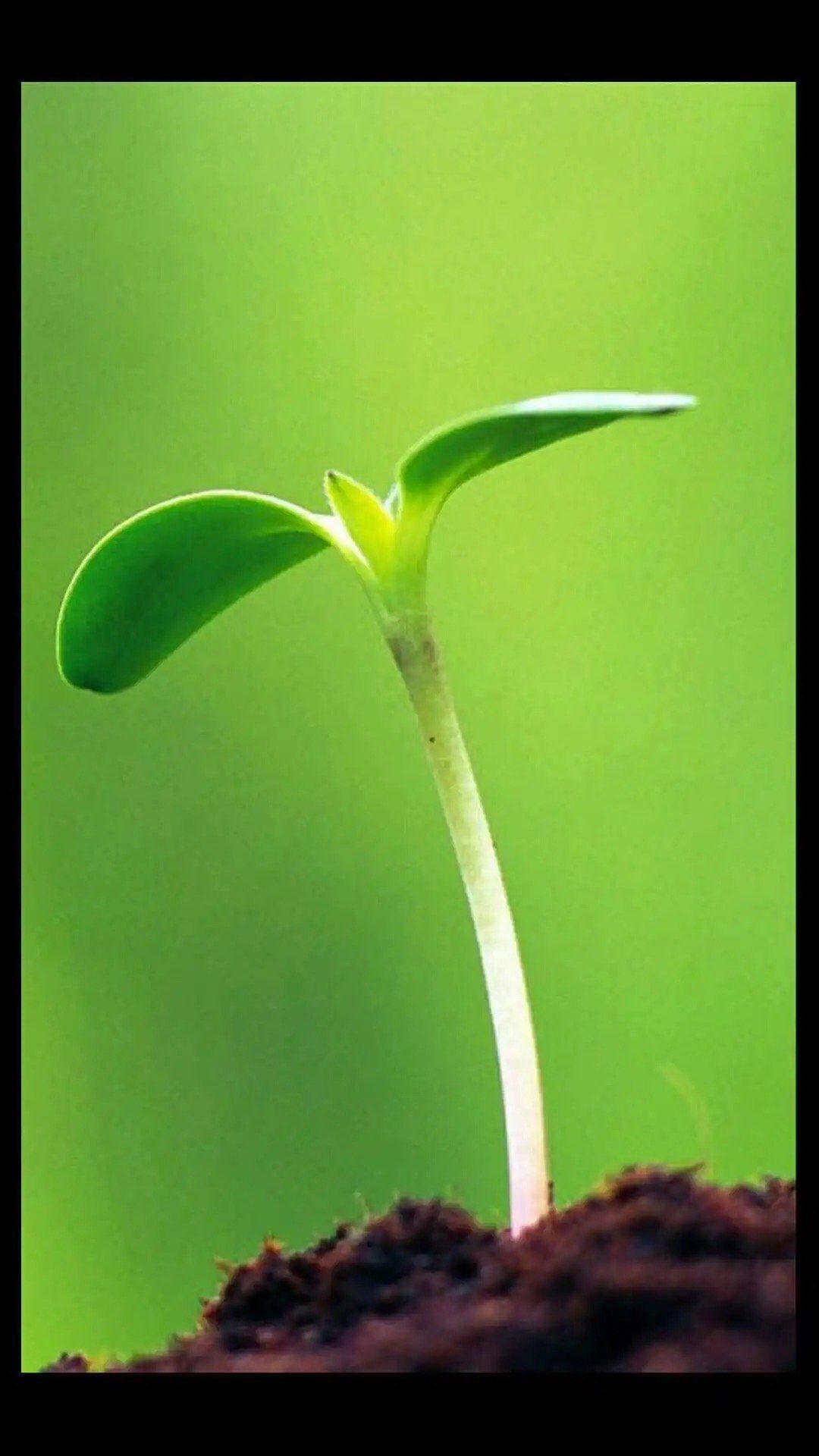 生命的嫩芽,成长的喜悦