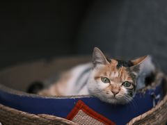 -Again Coffee Roaster(香蜜湖店)