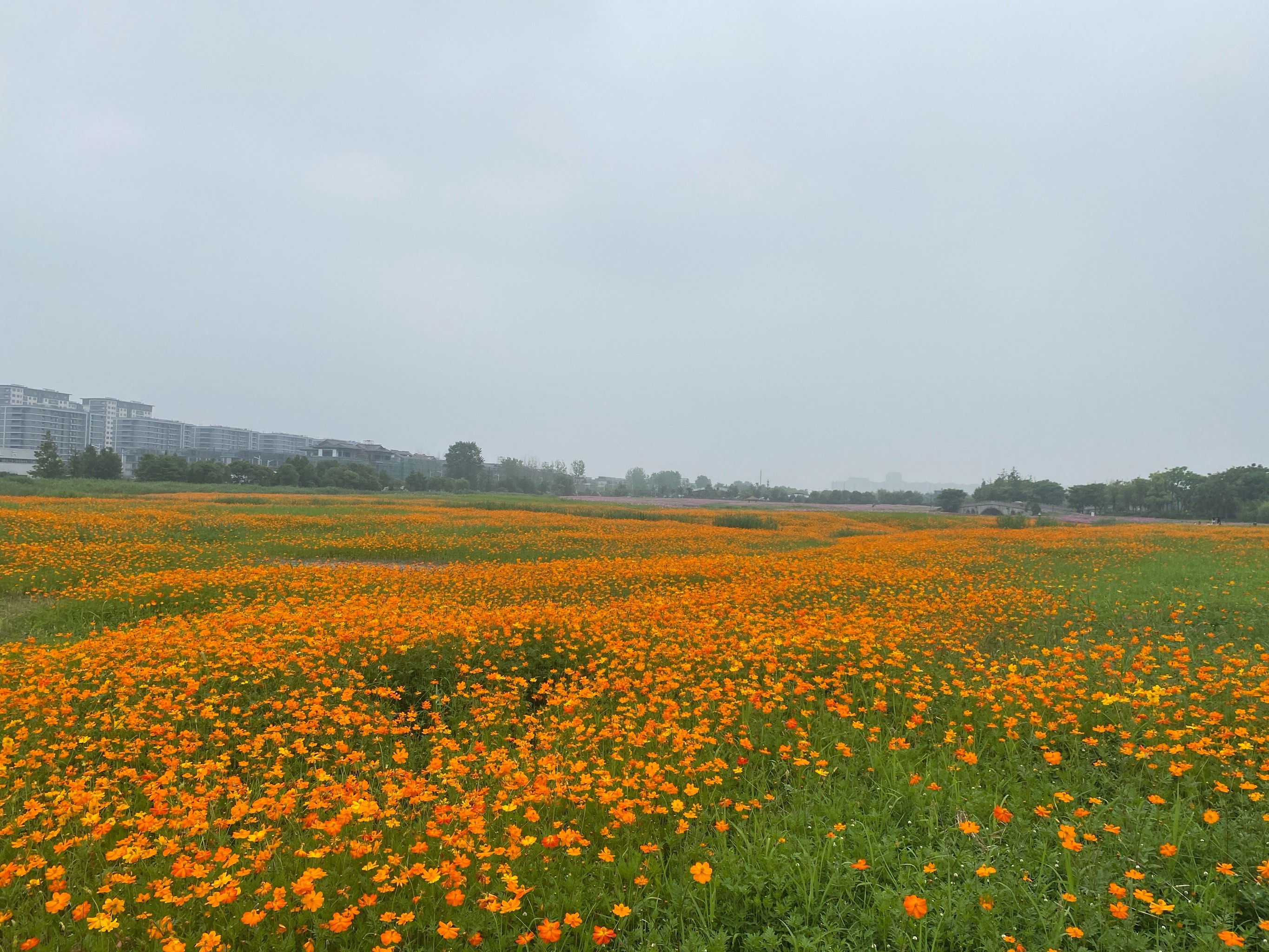 衡阳茶山坳花海图片