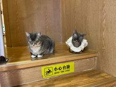 -MOCHA明星猫咖(田子坊店)
