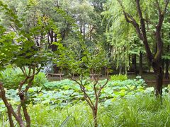 -陈家山荷花公园