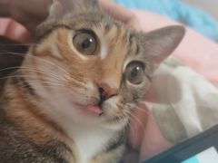 -伟伟宠物医院·CT影像中心·瑞派犬猫综合性门诊(汉口总院)