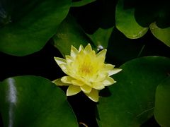 -池杉湖湿地公园