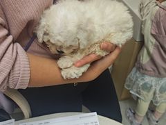 -安安宠医宠物医院·异宠·犬猫内科(岳阳分院)