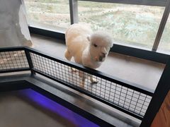 -昆明大悦城未来动物城(螺蛳湾中心店)