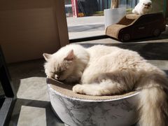 -瞄一喵猫咖(格力海岸店)